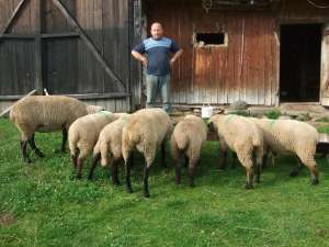 Vind  4 Buc. mielute Suffolk
