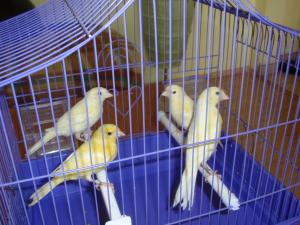 Vand canari de cantec din rasa Hertz Roller