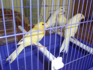 Vand canari de cantec din rasa Hertz Roller