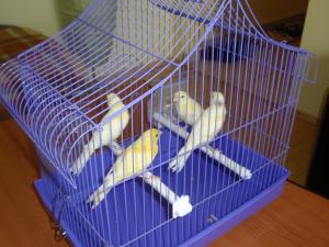 Vand canari de cantec din rasa Hertz Roller