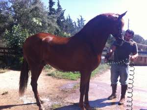 cal espa�ol de avanzare