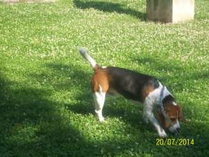 Mascul beagle tricolor