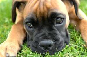 Adopt catei