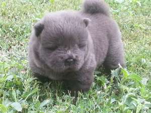CHOW CHOW BLUE si BLUE-Cinnamon peentru pretentiosi