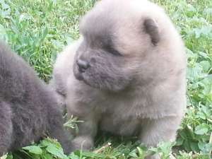 CHOW CHOW BLUE si BLUE-Cinnamon peentru pretentiosi