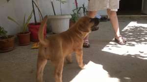 catel Tosa inu
