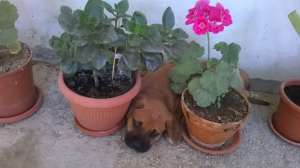 catel Tosa inu