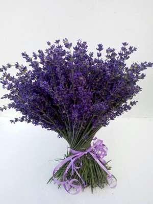 Butasi de Lavanda Ramnicu Valcea