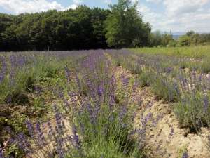 Butasi de Lavanda Ramnicu Valcea