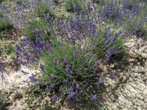 Butasi de Lavanda Ramnicu Valcea