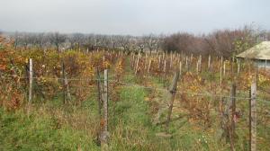 Vand casa in Botosani com Frumusica 8300m2