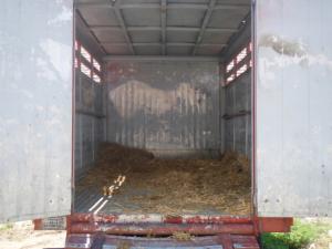 IVECO Daily 2.8 D Transport Animale