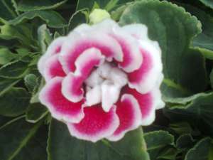 Vand gloxinia