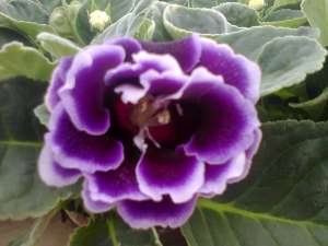 Vand gloxinia