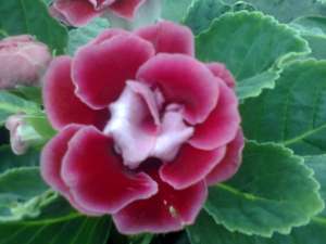 Vand gloxinia