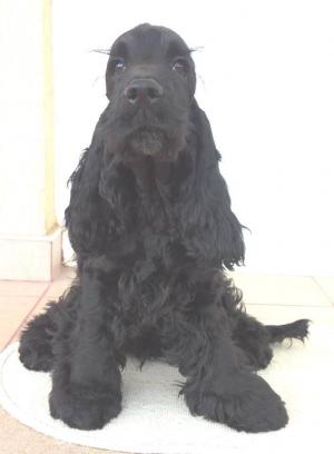 Vand pui cu pedigree A english cocker englez