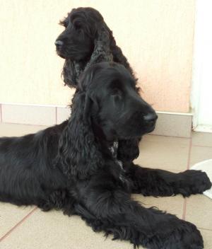 Vand pui cu pedigree A english cocker englez
