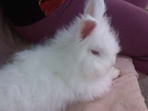 iepurasi de angora