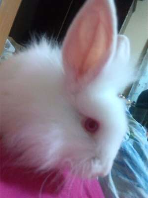 iepurasi de angora