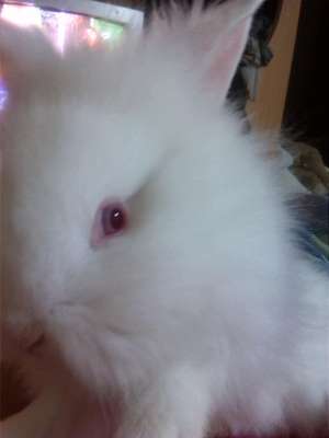 iepurasi de angora