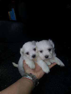 bichon maltez