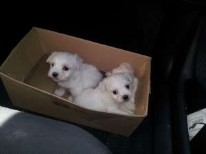 bichon maltez