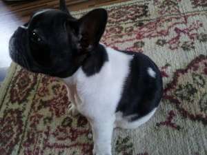 Vand Bulldog Francez Mascul