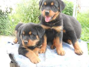 Pui rottweiler