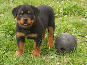Pui rottweiler