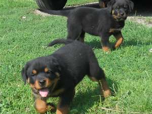 Pui rottweiler