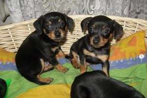 Pinscher Mediu