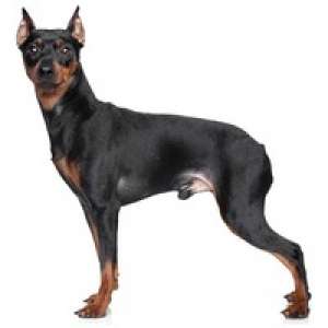 Pinscher Mediu