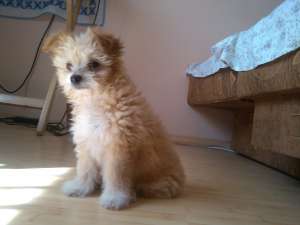 BIchon maltez 1 luna jumate