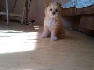 BIchon maltez 1 luna jumate