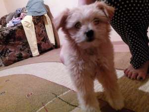 BIchon maltez 1 luna jumate