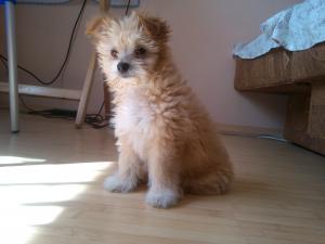 BIchon maltez 1 luna jumate