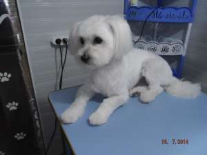 Frizerie Canina Aniela Medgidia