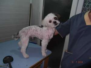 Frizerie Canina Aniela Medgidia