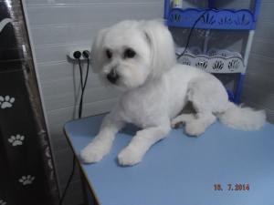 Frizerie Canina Aniela Medgidia
