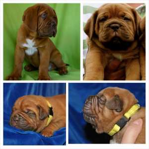 Dog de Bordeaux
