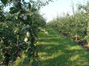 Oferta fructe R.Moldova 1500 tone mere,  500 tone prune