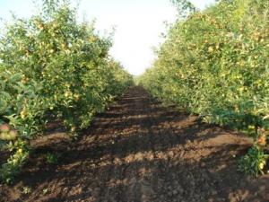 Oferta fructe R.Moldova 1500 tone mere,  500 tone prune