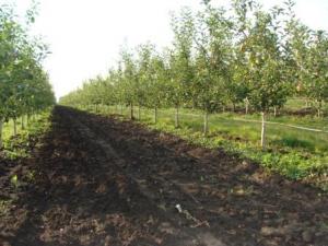 Oferta fructe R.Moldova 1500 tone mere,  500 tone prune