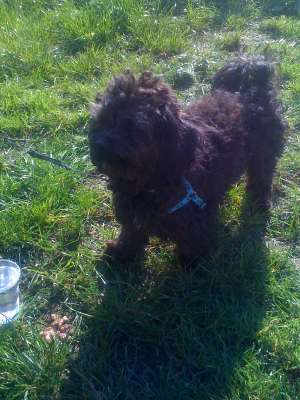 BICHON NEGRU PIERDUT