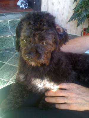 BICHON NEGRU PIERDUT