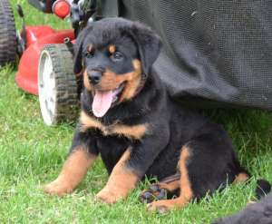 Vand pui Rottweiler