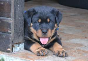 Vand pui Rottweiler