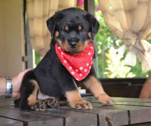 Vand pui Rottweiler