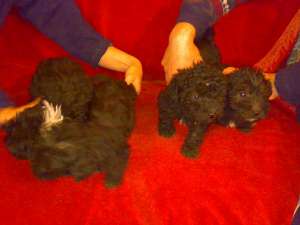 Vand Caniche