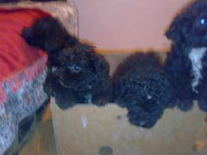 Vand Caniche